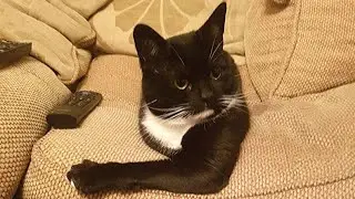 Cute and Funny Cat Videos Compilation #1