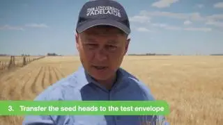 Bayer Weed Seed Herbicide Resistance Test