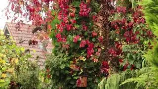 Garten 2022 - Stare im Anflug