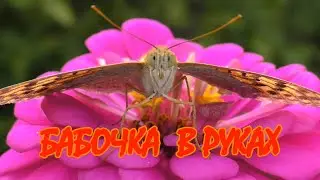 " Бабочка в руках " - Андрей Гуров