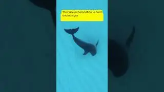 🐬 Fun Facts About Dolphins That Will Make a Splash! 🌊 #dolphinfacts #marinelife #funfacts