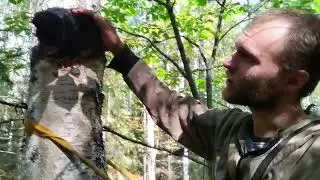 Чага на 19.5кг. Принимаю чагу.