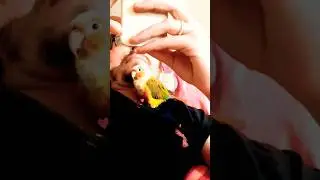 Clingy bird #conure #parrot #shortsbeta