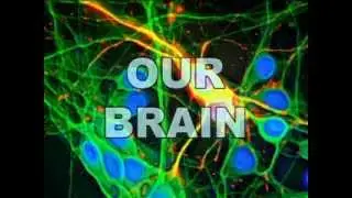 Our brain is a galaxy