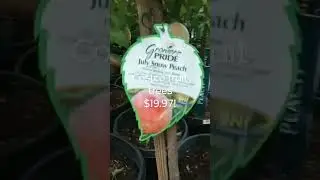 Steal a Costco fruit tree!.