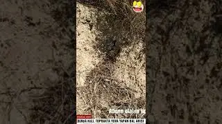 TOPRAK ALTINA YUVA YAPAN BAL ARISI