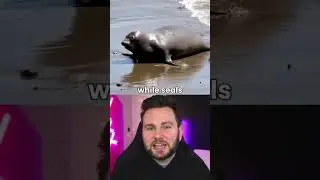 This is how you tell difference between sea lion and seal #facts #short #shorts #scary #funny #new
