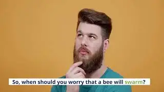 Bees sometimes sting other bees