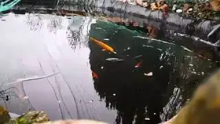 Mein Koi Teich [7. Januar 2018/Japan 🎏 ]