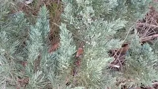 The not so edible juniper berry!