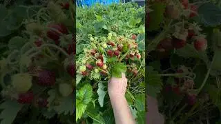 Пенелопа. Саженцы с августа. Вацап +79035830612 #strawberry #огород #дача #сад #garden #клубника