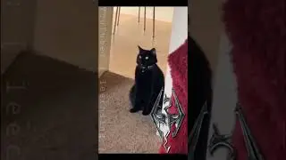 The Elder Cats