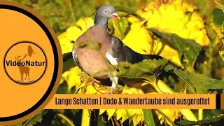 Menschen = Egoisten🤬 | Ringeltaube existiert (noch) Dodo & Wandertaube ausgerottet