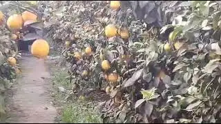 тезда курингизлар