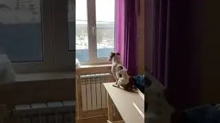 Джек Рассел грустит у окошка