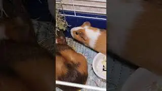 Что можно и что нельзя давать морским свинкам? 