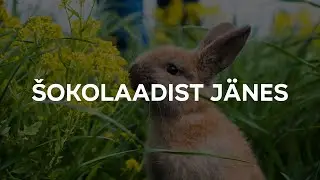 Meie Mees – Šokolaadist Jänes (r0pss Hard Edit) 「 Bass Boosted‌ 」