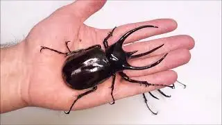 Chalcosoma chiron, a magnificent beetle from Asian tropical forests.