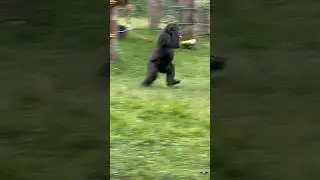 Gorilla Rainy Day Reaction! ☔️🦍
