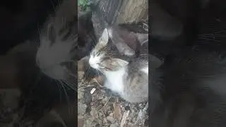 мои котята