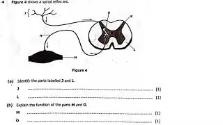 2024 GCE BIOLOGY PAPER 2