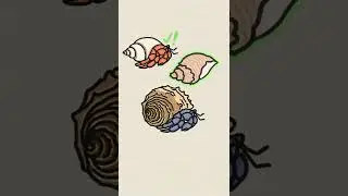 Size Matters for Hermit Crabs! 