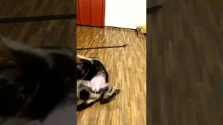බලන්න එයාගෙ හුරත්ලේ 😍 #dog #animals #puppy #viralvideoshorts #shorts