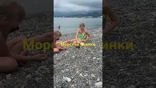 Морские свинки вышли на берег
