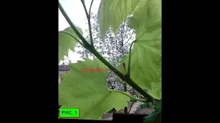 Восстановление листовой поверхности винограда после повреждения градом