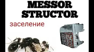 Новая посылка от UAnts. Messor structor заселение