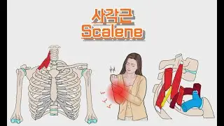 사각근/목갈비근/Scalene muscles 완전 정복!