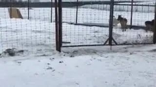 В Башкирию завезли редких ланей
