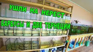 Нересты без аэрации. Забросил разных барбусов на нерест