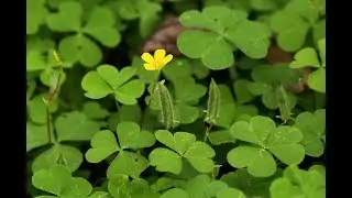 Changeri plants\ indian sorrel  \oxalis cornicolata \herbel benefits 🍀🍀🍀in urdu \hindi