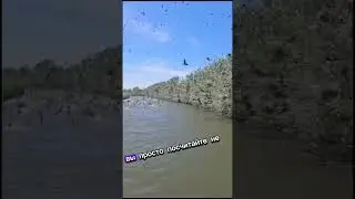 Баклан лютует