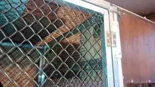 Разведение и содержание розелл. Первое яйцо .