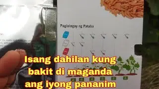 Tamang paglalagay ng abuno/pataba