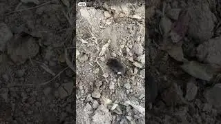 как выглядит крот и как он копает