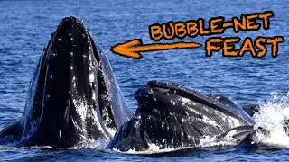 Bubble-Net Feast in Sitka Alaska