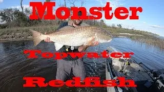 My personal best bull red on topwater! Beast