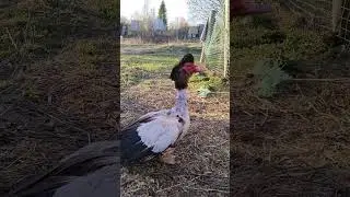 Индоутка Гоша ходит в гости к своим соседям уткам и проводит у них весь день.