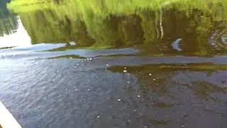Ямаха 15 vs Хонда 15