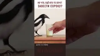 Полная версия full hd на канале (Уикенд с сорокой). 