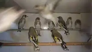Седоголовые щеглы