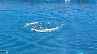 dolphinarium valencia