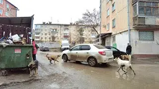 Бездомные собаки кидаются на проезжающие автомобили