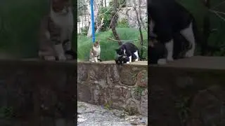 2 kedi çiftleşirken üçüncü kedi (dişi)...