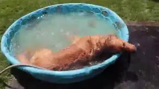 Doggie Pool Party Music Video