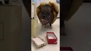 домашний кабан 😨🥰 #домашниеживотные #trending
