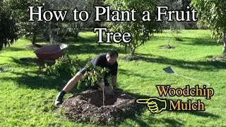 How to Plant a Fruit Tree in the Backyard with Woodchip